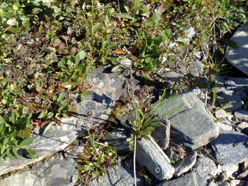 02082008105.jpg - Harvinainen pahta-ailakki.