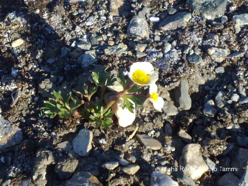 02082008125.jpg - Jääleinikki, joka vanhana muuttuu vaaleanpunaiseksi.