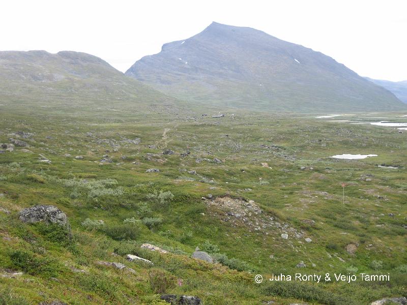 IMG_1859.JPG - Singin tuvat näkyvät jo !