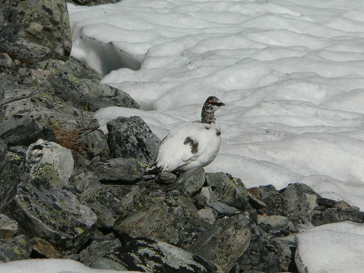 P1030121.JPG - Riekko malttoi poseerata kuvauksen ajan.