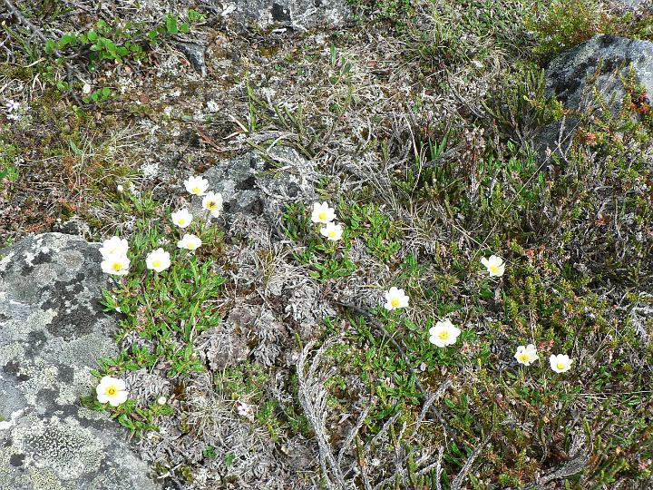 P1030126.JPG - Lapinvuokkoja.