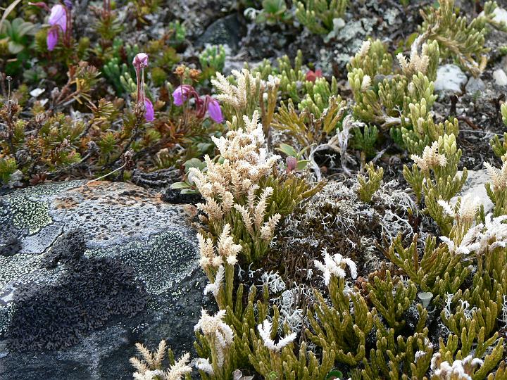 P1030153.JPG - Kurjenkanerva ja tunturilieko.