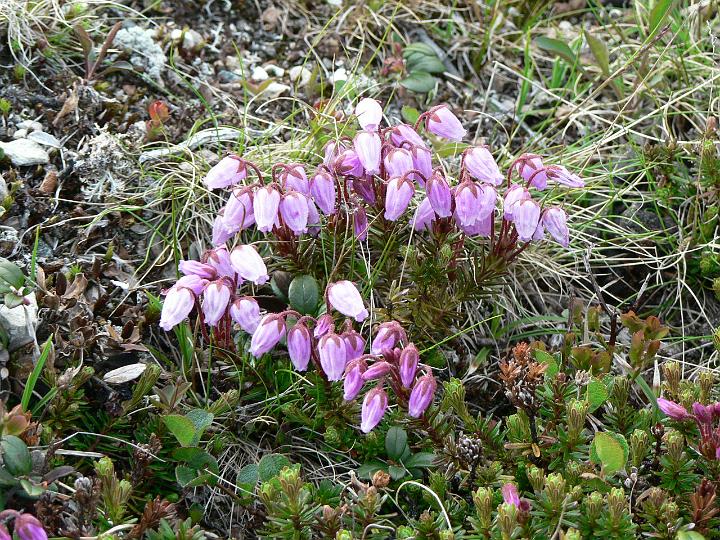 P1030154.JPG - Kurjenkanervaa.