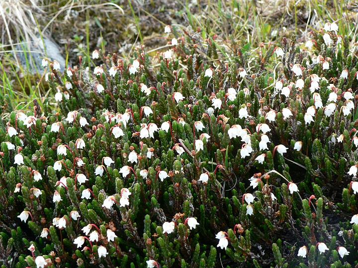 P1030158.JPG - Liekovarpioita.