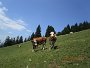 Alppiniittyjen lehmät tulivat tervehtimään. Curious cows .