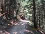 Välillä polku meni korkeiden kuusien muodostamassa holvissa. Fairytale forest.